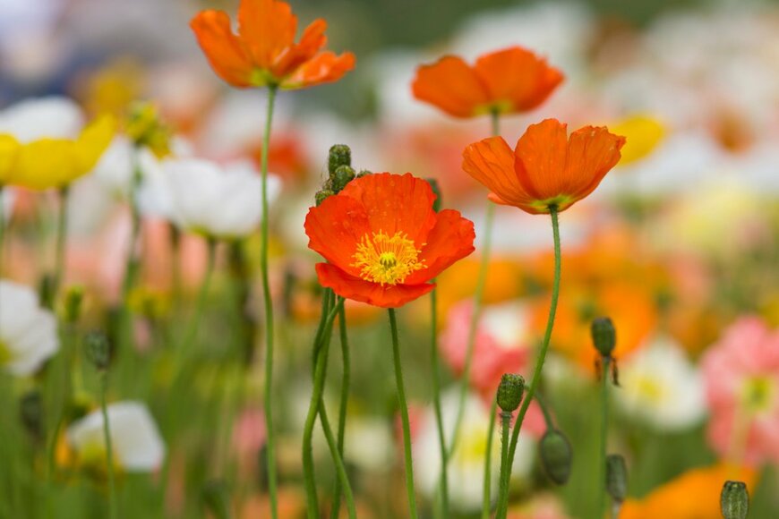 オレンジ色のアイスランドポピーの花が咲いている