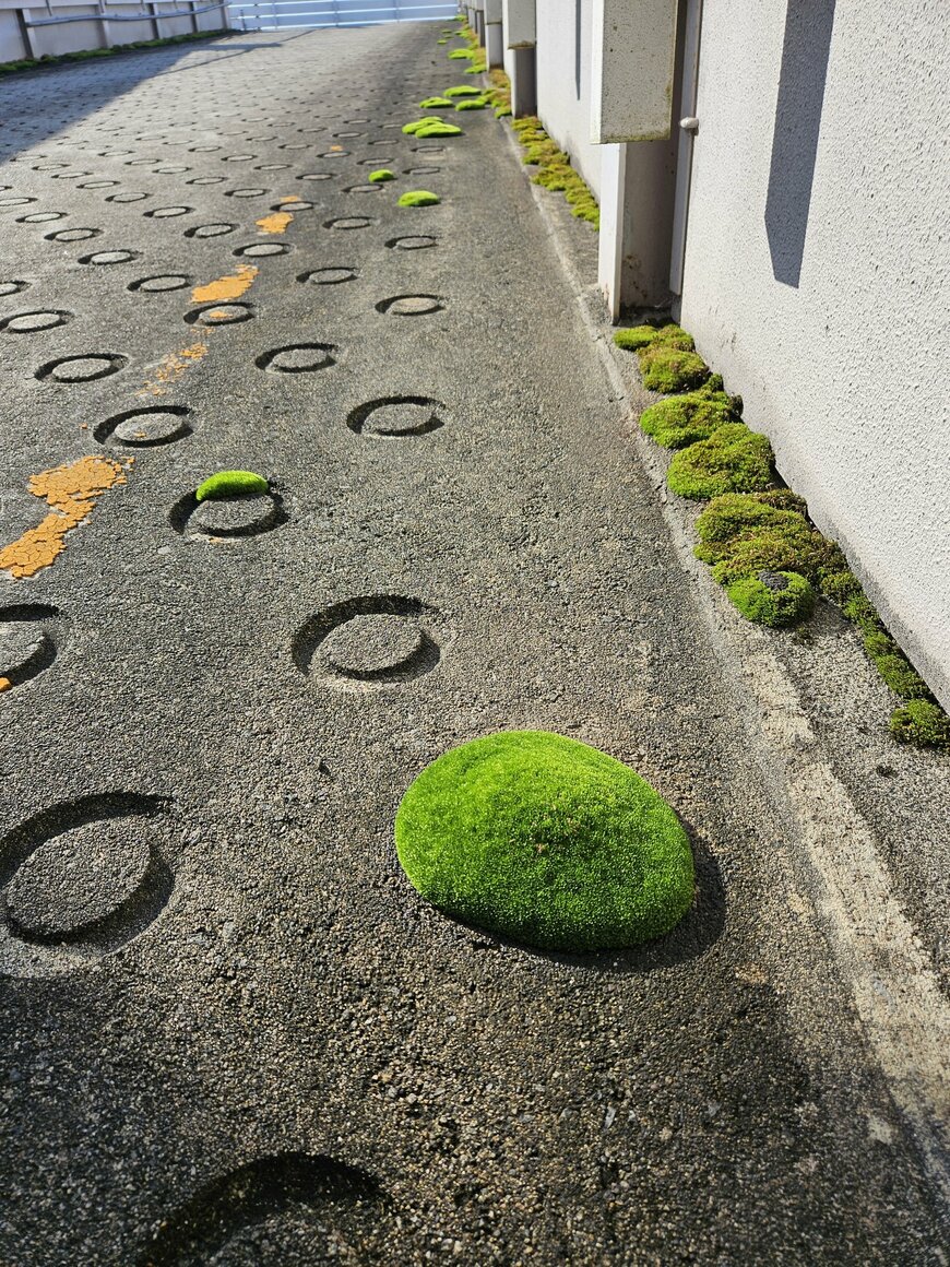 道路に丸く生えた苔