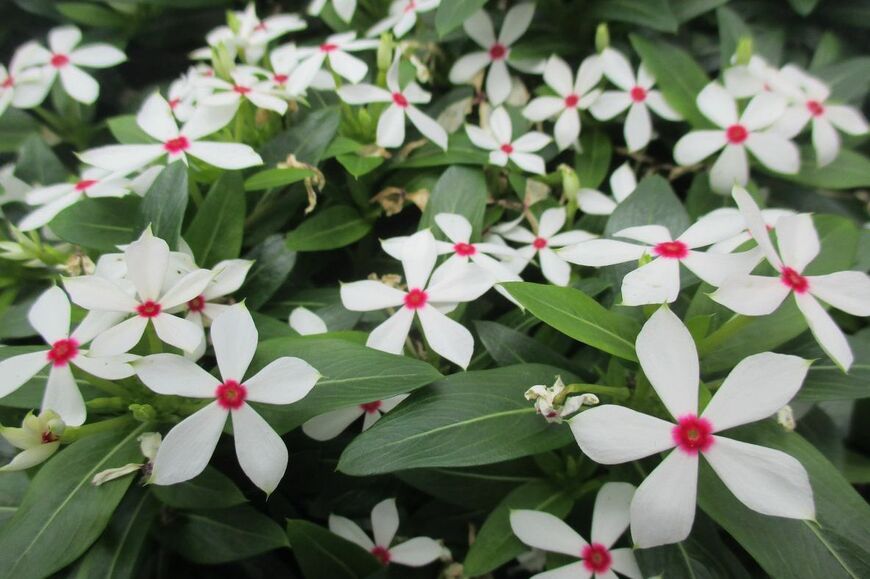 白いニチニチソウの花