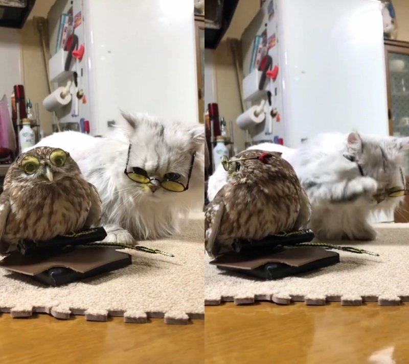 投稿動画のワンシーン