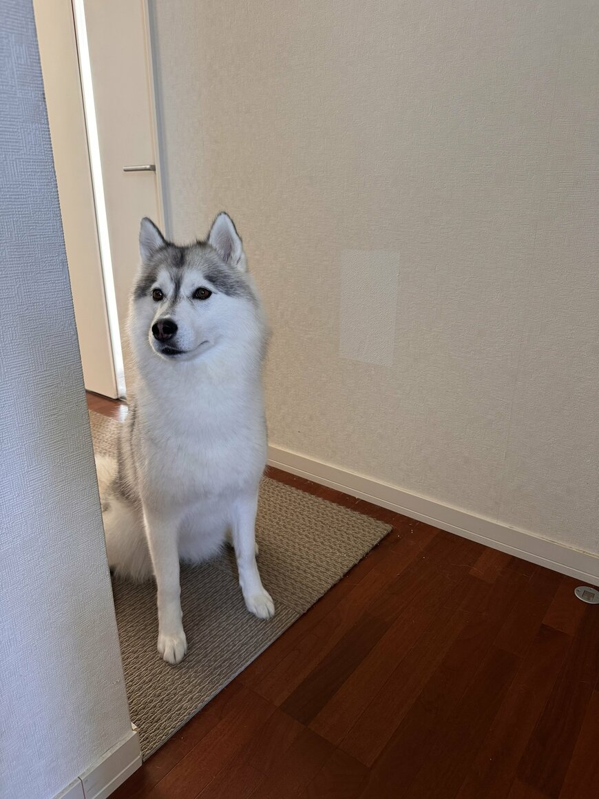 壁を破壊したハスキー犬