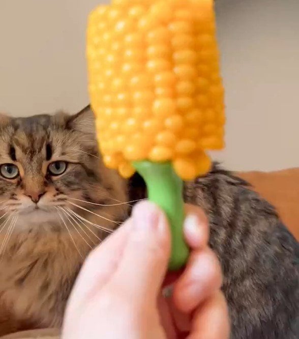 トウモロコシと猫