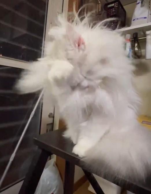 気持ちよさそうな猫