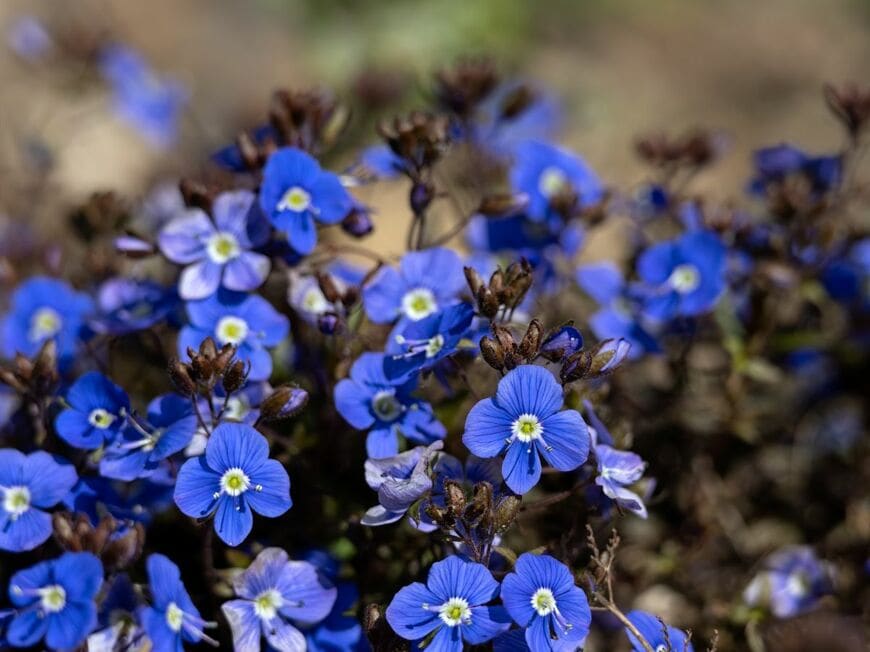 青い絨毯を広げたように咲くベロニカ・オックスフォードブルー