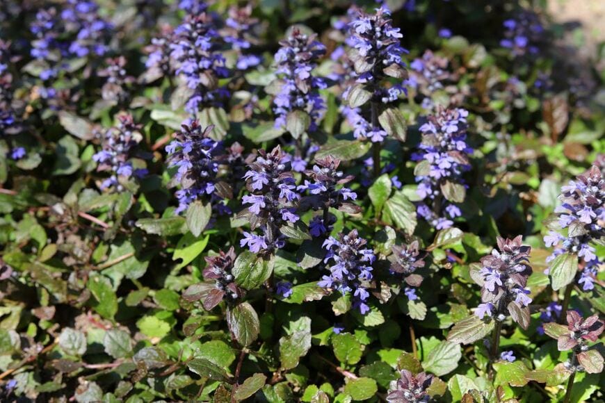 日陰でもよく育ち、青紫の花が大人っぽい「アジュガ」