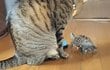 【いい滑り出し】猫と一緒に遊ぶ「スケボーを乗りこなす亀」　シュールな光景に笑ってしまう