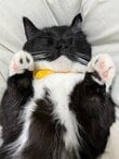 すやすや猫ちゃんが飼い主さんに撫でられると？！反応が可愛すぎて「赤ちゃんだ」の声　