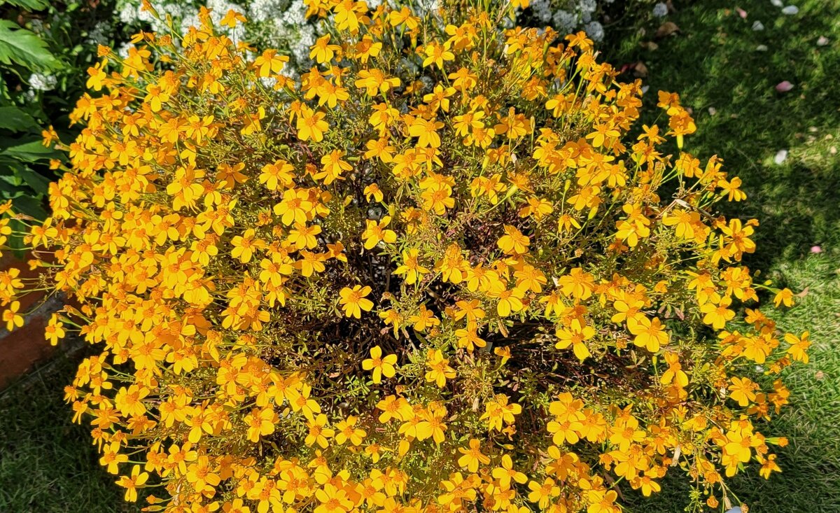 1苗で、ほぼ1年中「モリモリ咲く」！ しかも驚くほど「香りのいい」花3