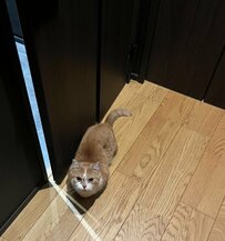 床に転がるマンチカンにほっこり！宙に浮く短い手足が放つコロンとした愛らしさに注目！