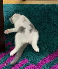 【かわいい】「へそ天」姿の子猫の4年後に注目！変わらないビフォーアフターにほっこり