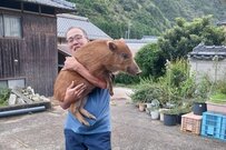 「1年間で約50キロ増」すくすく成長するイノシシの姿が話題に　「こんなに綺麗なイノシシ見たことない」