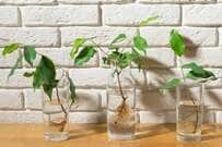 【観葉植物の増やし方】株分け・挿し芽の方法・時期・成功のコツ＆初心者でも成功しやすい植物3選