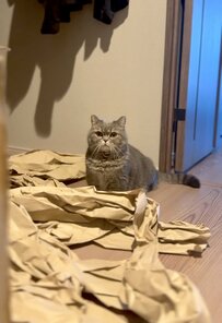 「なにこれ」　猫の飼い主が帰宅すると…待ち受けていた光景に思わず笑ってしまう！