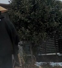 「心込めて刈ってあげた侍さん天晴れ」庭を覆う〈椿の古木〉→広々とした〈すっきり空間〉に大変身！丁寧な作業と感謝の心に感動