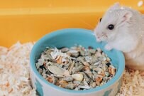 「ハムスターを飼いたい」　お迎えするまでのあるあるが話題「同じことしてた」