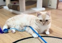 温厚な猫ちゃんに動くおもちゃを与えると…→飼い主さんも想定外の意外な反応に笑ってしまう