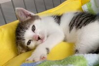 前髪柄の元保護猫さん　ママが先に起きたときの光景がSNSで話題