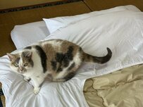 「お布団あたためておきました」旅館で暮らす猫の『かわいいお仕事』にSNS中がほっこり