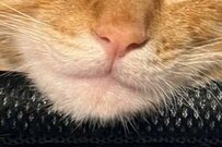 寝ぼけてニャイもん…保護猫さんの「夢と現実の狭間顔」に和む