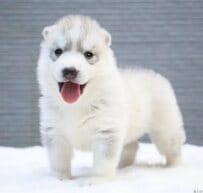 3kgだったハスキー子犬→1年後『11倍』の凛々しい成長姿がまぶしい！大人になっても愛らしさはそのまま