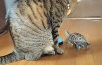 【いい滑り出し】猫と一緒に遊ぶ「スケボーを乗りこなす亀」　シュールな光景に笑ってしまう