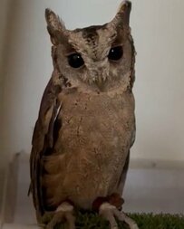 【しょんぼりフクロウ】掃除機がこわかったフクロウさん　うな垂れる姿がかわいすぎると話題「完全にショボン目がかわいい」