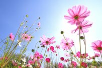 【手続き期限迫る！】現在進行中の住民税非課税世帯への「10万円給付金」の受給要件・5万円追加となる世帯は？必要な手続きもチェック