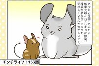 【チンチライフ153話】チンチラさんより小柄なデグーの棟梁はスルーされがち？賢い棟梁が考えた作戦とは