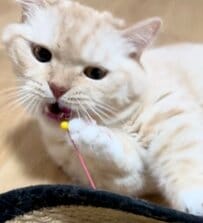 【悶絶】楽しく遊んでたのに…猫ちゃんが思わぬ反応！自由すぎる姿にみんながメロメロ