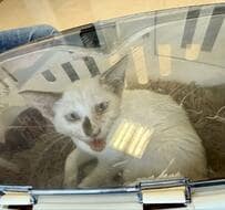 猛暑の中腐った魚を食べていた子猫を保護　「愛されまくった結果」の成長姿に感涙