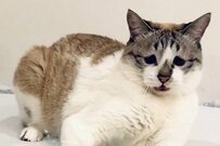 「おもちゃで遊ぶ猫の表情」に注目　おもちゃのスピードに困り顔を見せるも…その後の行動に思わず目を疑う