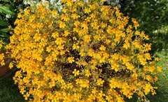 1苗で、ほぼ1年中「モリモリ咲く」！ しかも驚くほど「香りのいい」花3つ。バニラにシトラス、チョコの香りも！