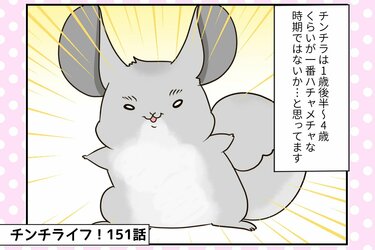 チンチラのあみだ、ついに2歳に！可愛すぎる得意技「行き倒れ寝」祭