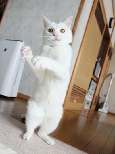 後ろ足だけで立つのが得意な猫ちゃん