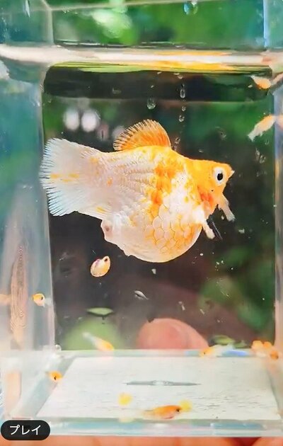 生まれてすぐに泳ぎ出しています