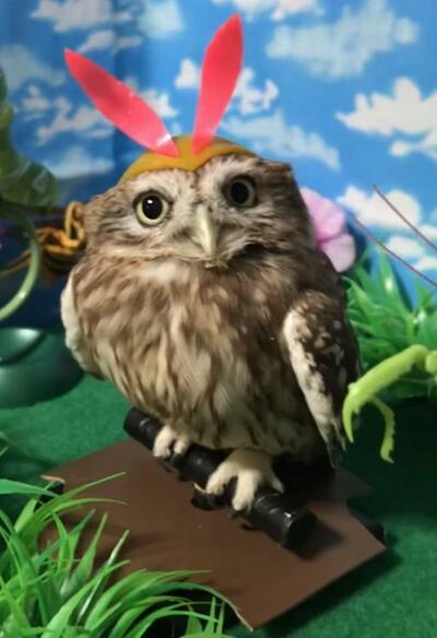 投稿動画のワンシーン