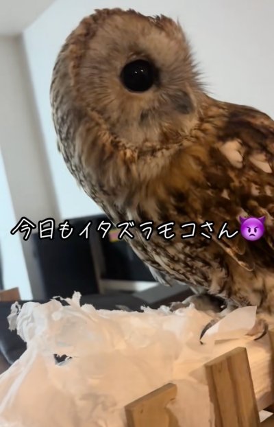 投稿動画のワンシーン