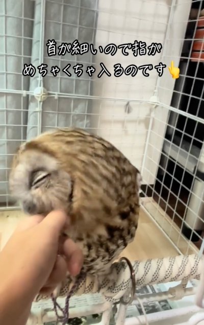 投稿動画のワンシーン