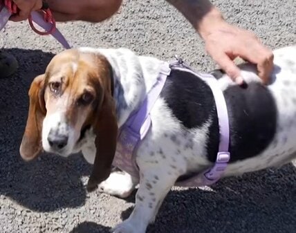 保護施設から迎えたシニア犬 先住猫と相性が合わず「双方の今後のため」再び施設へ託すことに