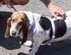 保護施設から迎えたシニア犬 先住猫と相性が合わず「双方の今後のため」再び施設へ託すことに