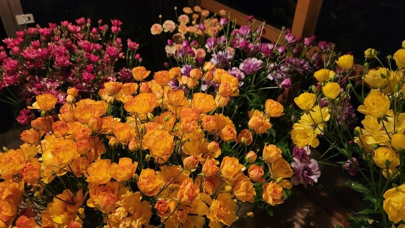 春ベランダの主役は…「ラナンキュラスラックス」に決まり！〈1株でモリモリ満開〉＆〈背が高い〉室内からも眺めも華やか！