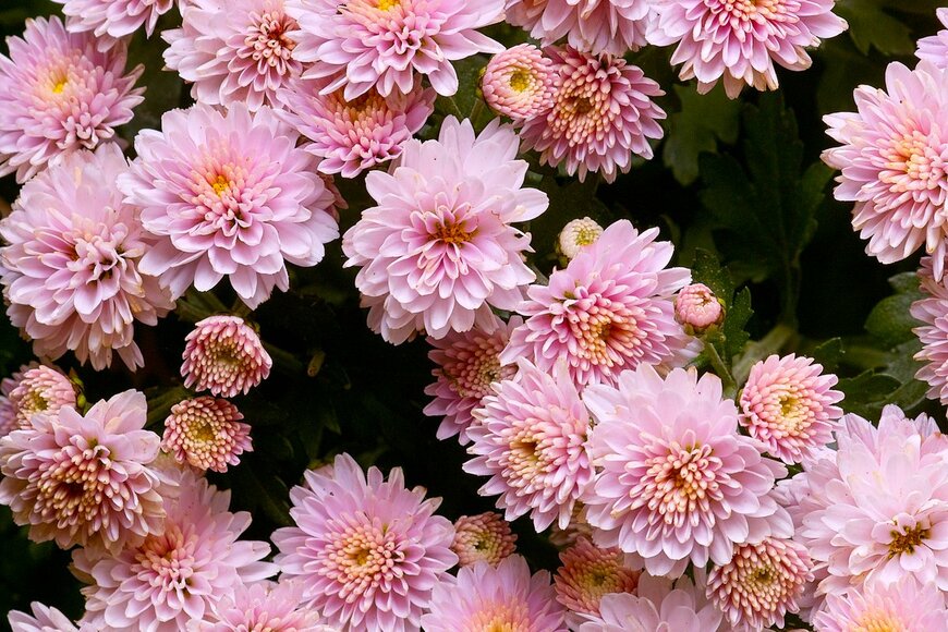 Ole Schoener/shutterstock.com