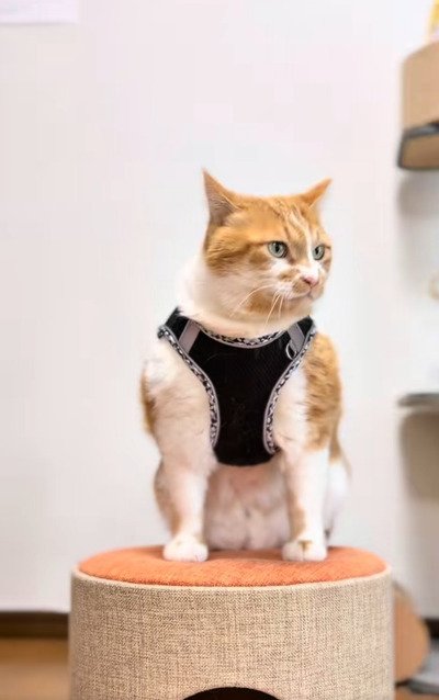 出所：＠monburan_sanpo