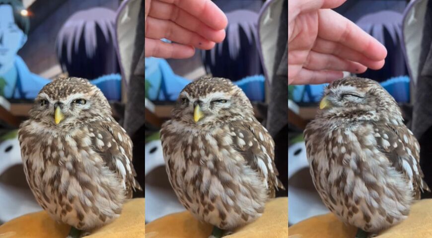 出所：@kokinme_huku