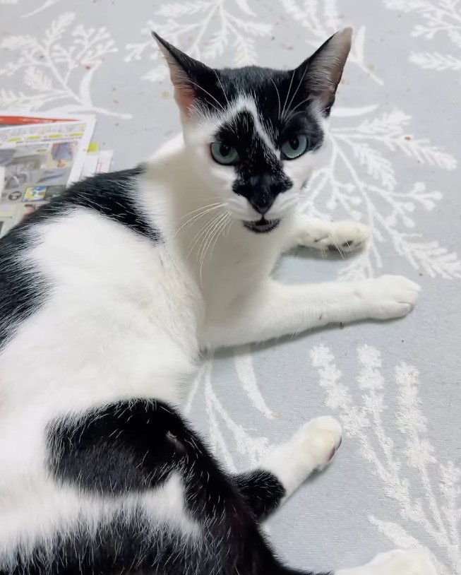 出所：@hikaitimilky