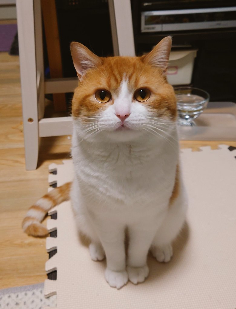 出所：@ochamarusan0126