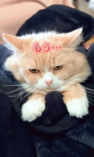 出所：＠nikoandkotatorowasabi