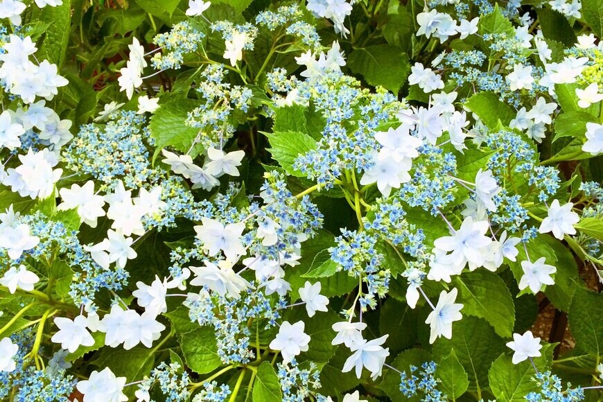 Naoki Nakagawa/Shutterstock.com