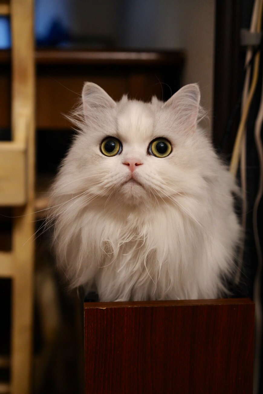 出所：@NEKOLAND13