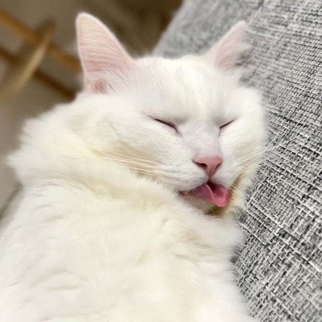 出所：@meltube_cat